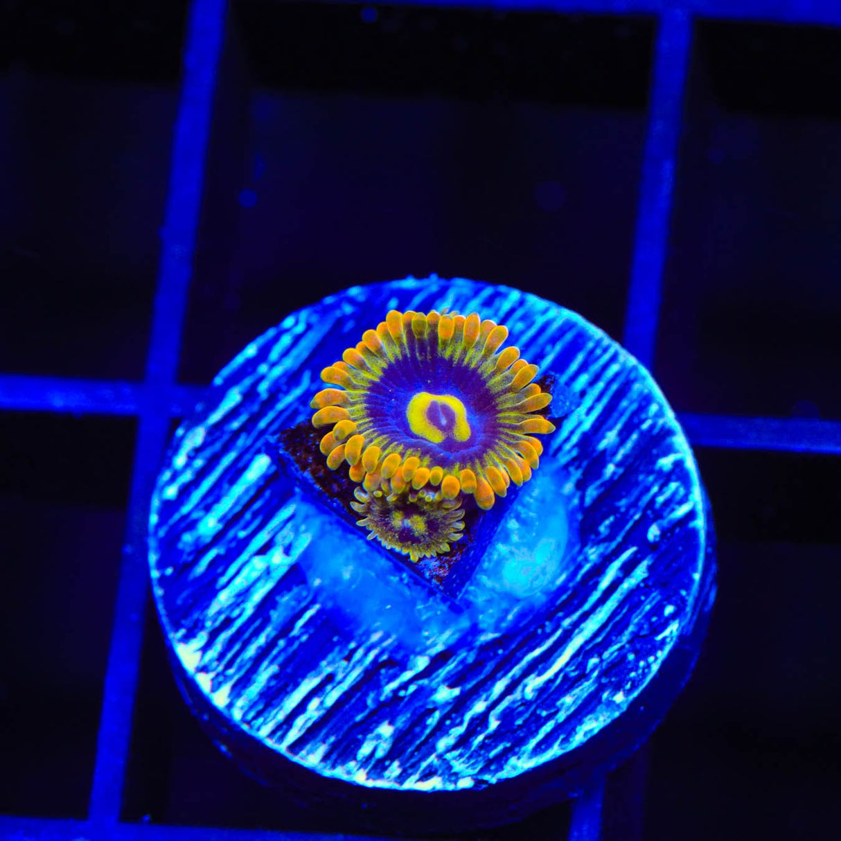 Rainbow Yoda Zoanthids Coral