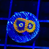 Rainbow Yoda Zoanthids Coral