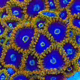 Rainbow Yoda Zoanthids Coral