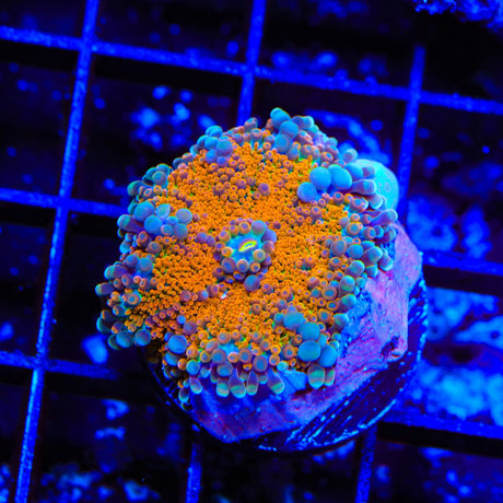 Rainbow Yuma Coral