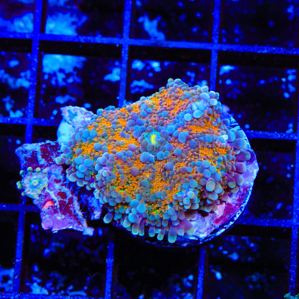 Rainbow Yuma Coral