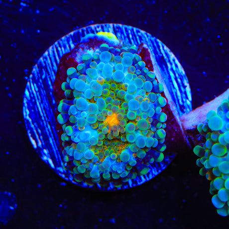 Rainbow Yuma Coral