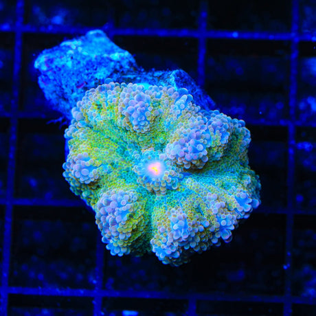 Rainbow Yuma Coral