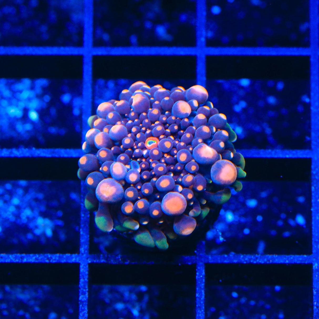 Rainbow Yuma Coral