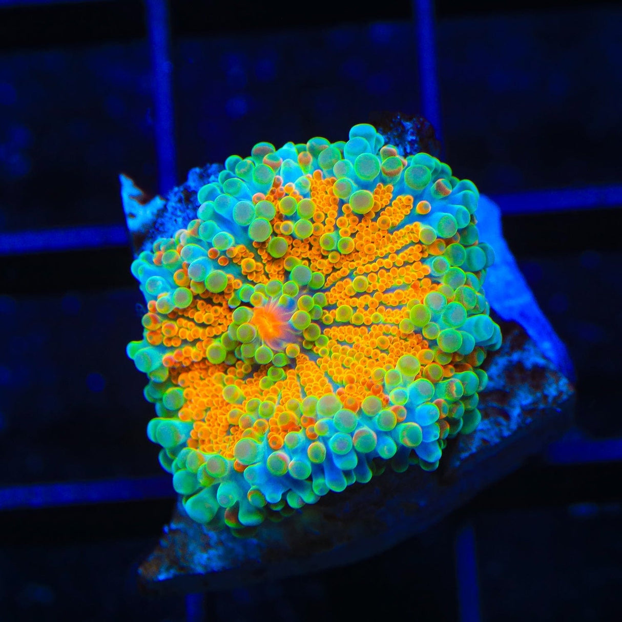 Rainbow Yuma Coral