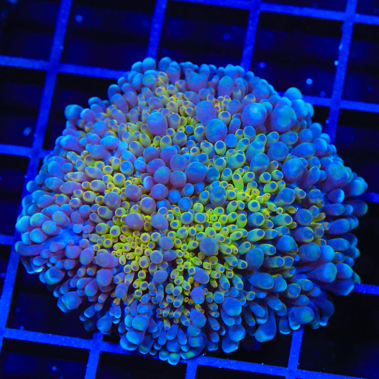Rainbow Yuma Coral