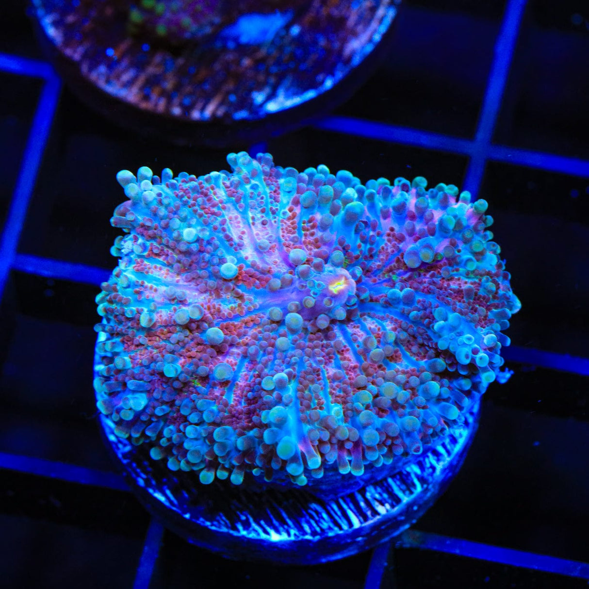 Rainbow Yuma Coral