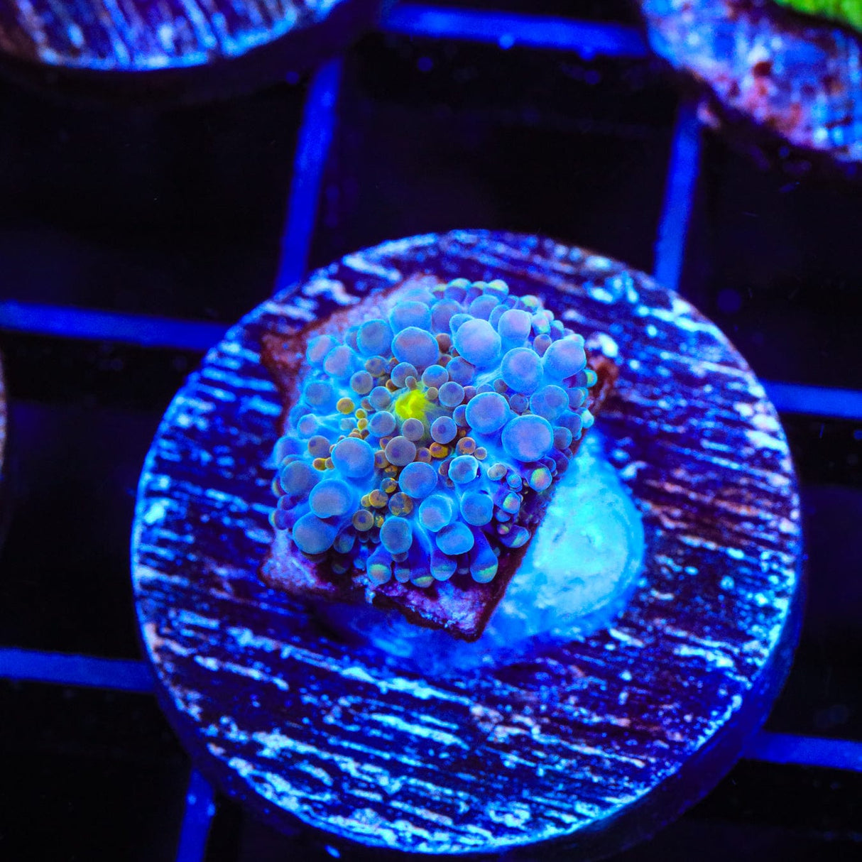 Rainbow Yuma Coral
