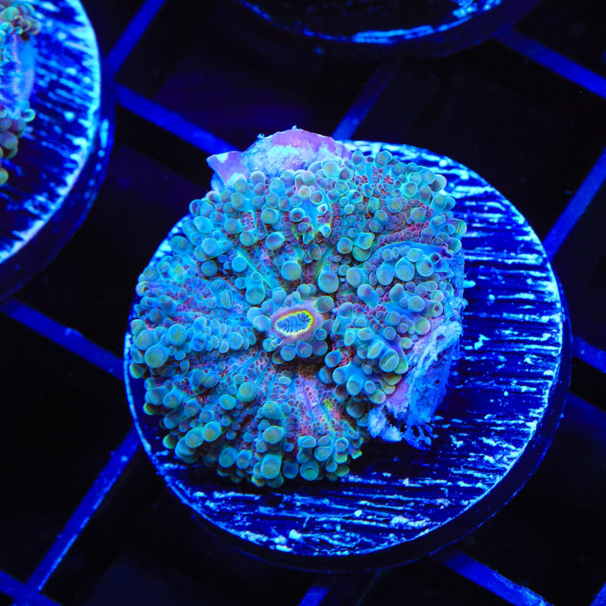 Rainbow Yuma Coral