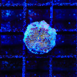Rainbow Yuma Coral