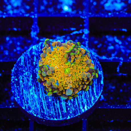 Rainbow Yuma Coral