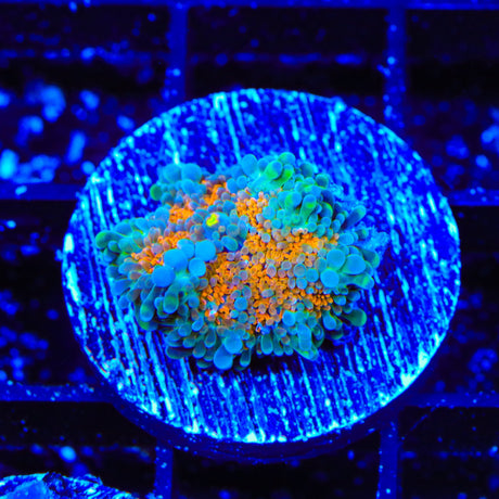 Rainbow Yuma Coral