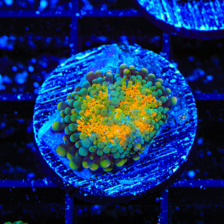 Rainbow Yuma Coral