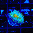 Rainbow Yuma Coral