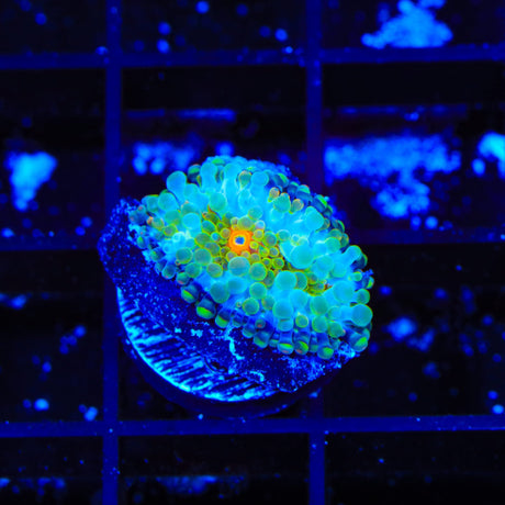 Rainbow Yuma Coral
