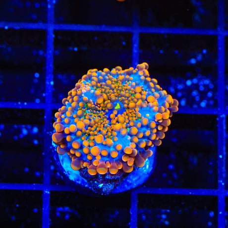 Rainbow Yuma Coral