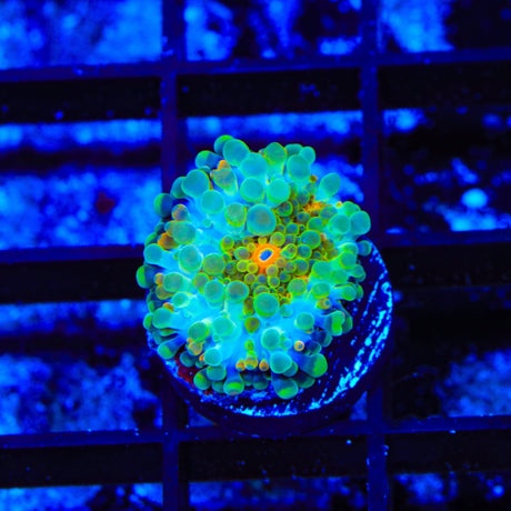 Rainbow Yuma Coral