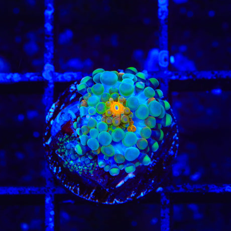 Rainbow Yuma Coral