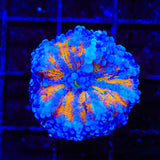 Rainbow Yuma Coral