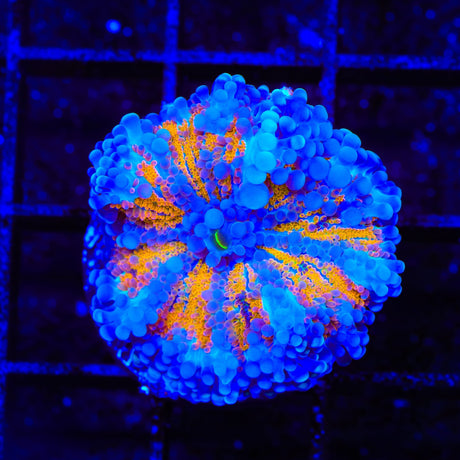 Rainbow Yuma Coral
