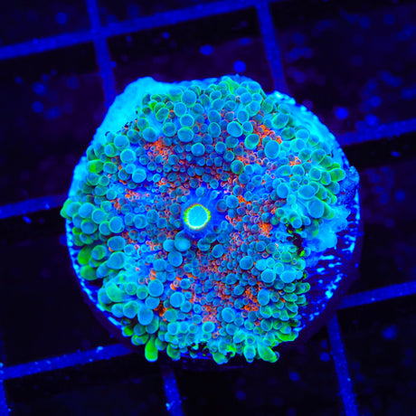Rainbow Yuma Coral