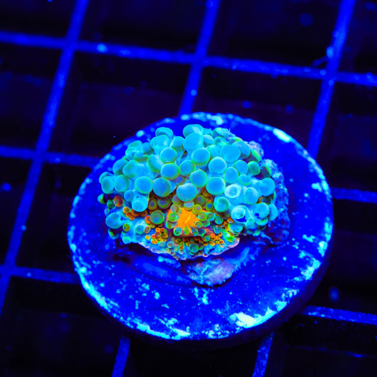 Rainbow Yuma Coral