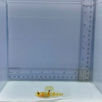 Randall's Goby Fish