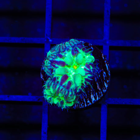 Raspberry Blastomussa Coral