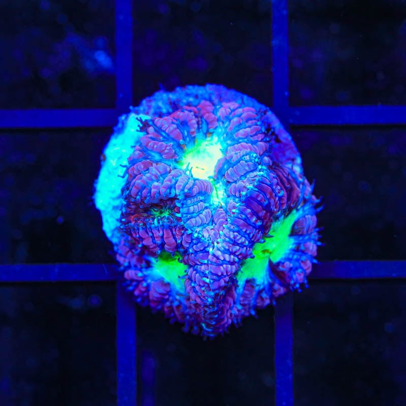 Raspberry Blastomussa Coral