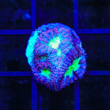 Raspberry Blastomussa Coral