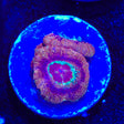 Raspberry Deep Water Acan Coral