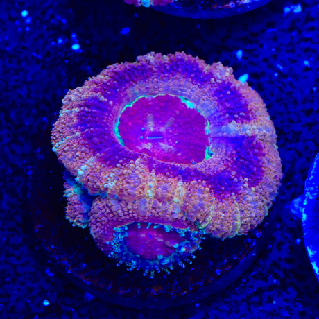 Raspberry Deep Water Acan Coral