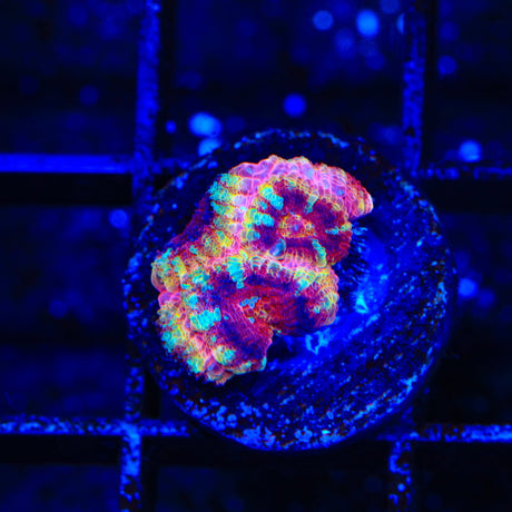 Raspberry Rainbow Micromussa Coral