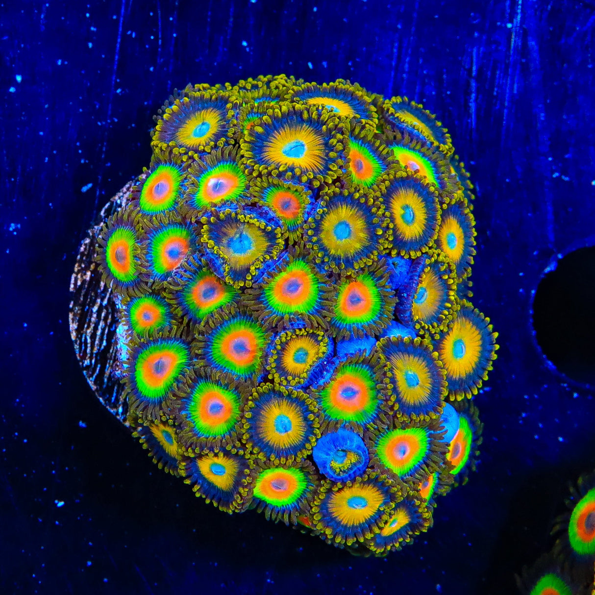 Rasta and Scrambled Eggs Combo Zoanthids Coral