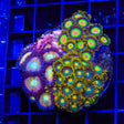 Rasta, Green Bay and Rainbow Spectrum Combo Zoanthids Coral