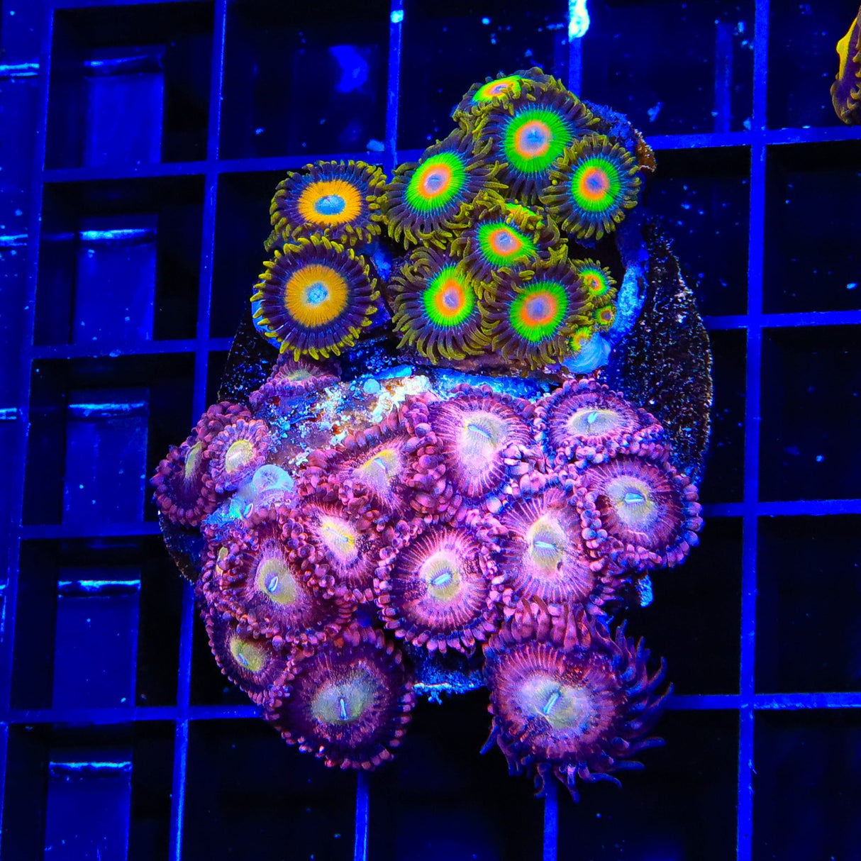 Rasta, Scrambled Eggs and Halle Berry Combo Zoanthids Coral