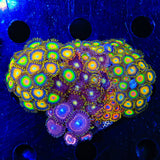 Rasta, Scrambled Eggs and Taser Combo Zoanthids Coral