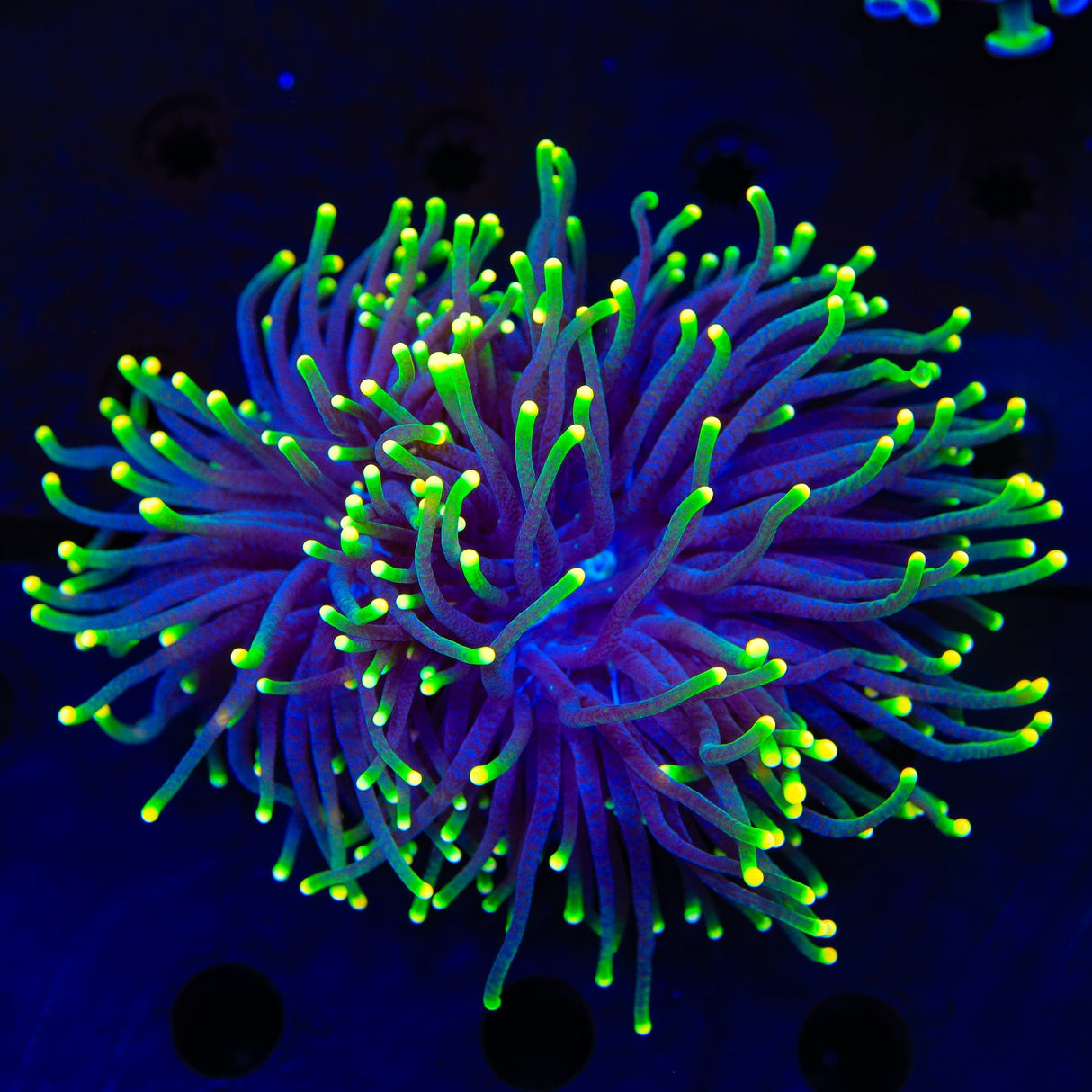 Rasta Torch Coral