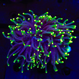 Rasta Torch Coral