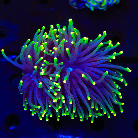 Rasta Torch Coral