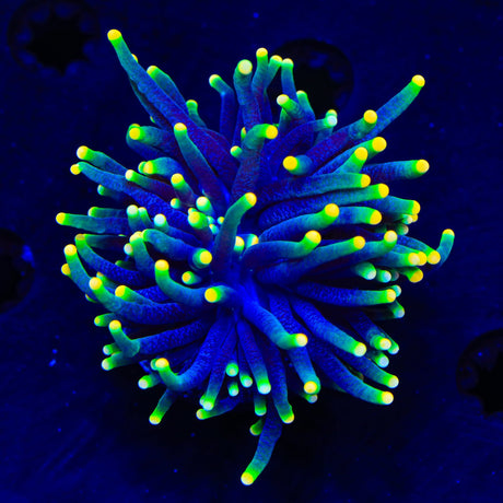 Rasta Torch Coral