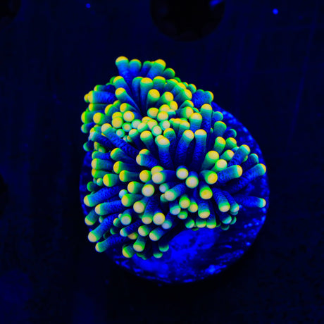 Rasta Torch Coral