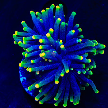Rasta Torch Coral