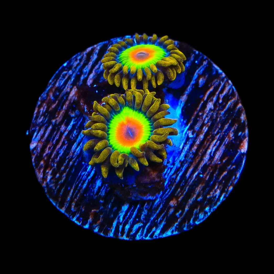 Rasta Zoanthids Coral