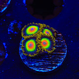Rasta Zoanthids Coral