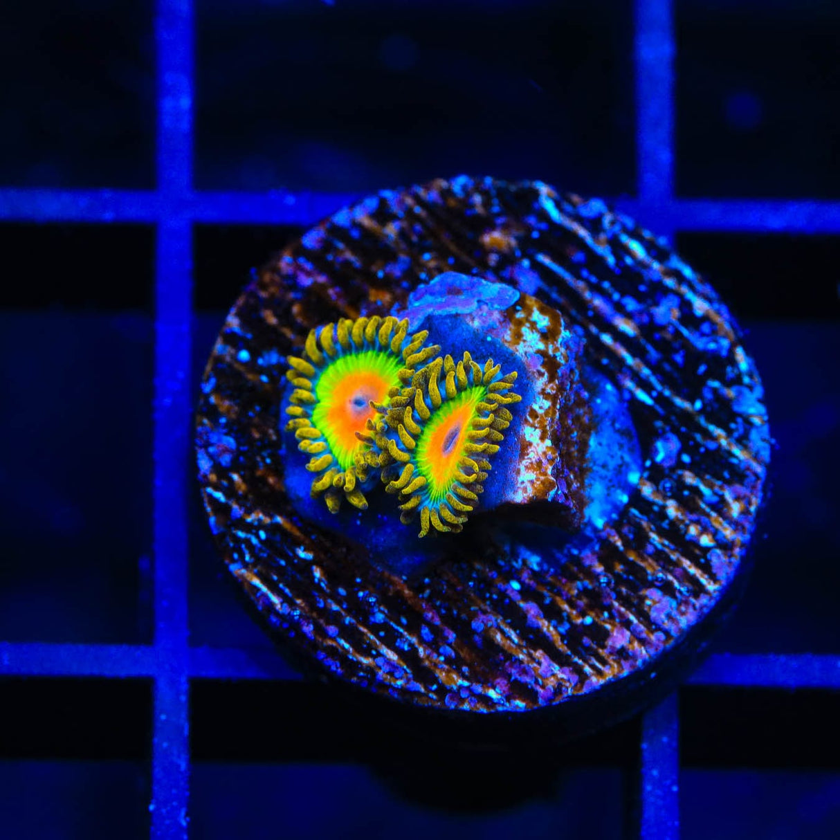 Rasta Zoanthids Coral