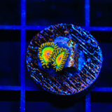 Rasta Zoanthids Coral