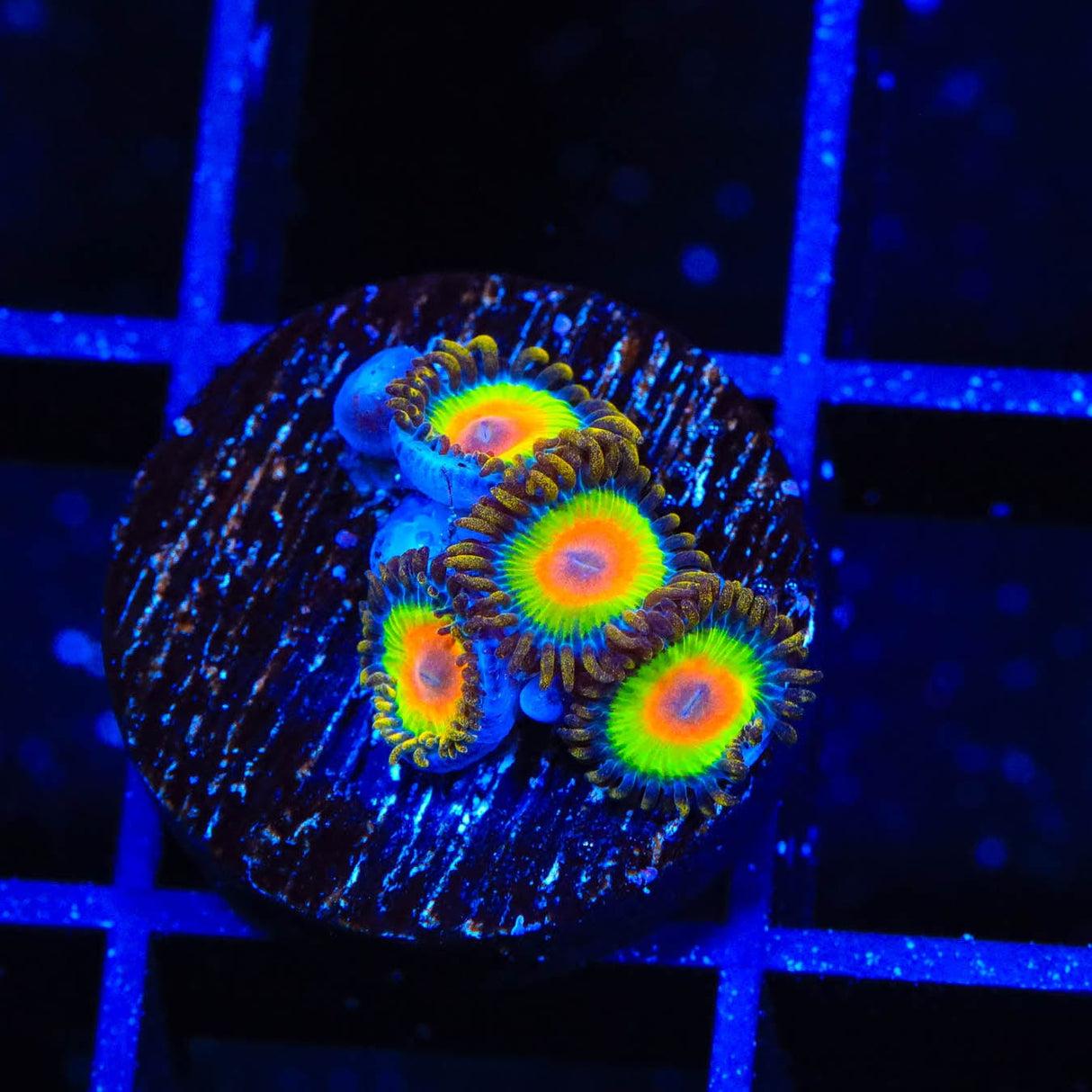 Rasta Zoanthids Coral