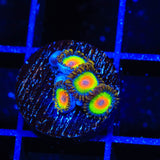 Rasta Zoanthids Coral