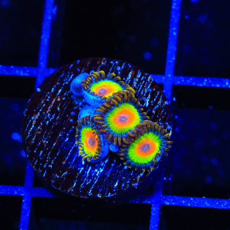 Rasta Zoanthids Coral